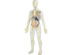 Jeu miniland anatomie humaine 45 pièces 56cm