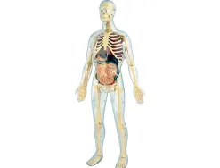 Jeu miniland anatomie humaine 45 pièces 56cm