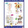 Poster bouchut grandrémy anglais 52x76cm 150g pelliculé effaçable à sec