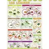 Posters souples bouchut les legumes supports ludiques materiau souple 150g 52x76 cm